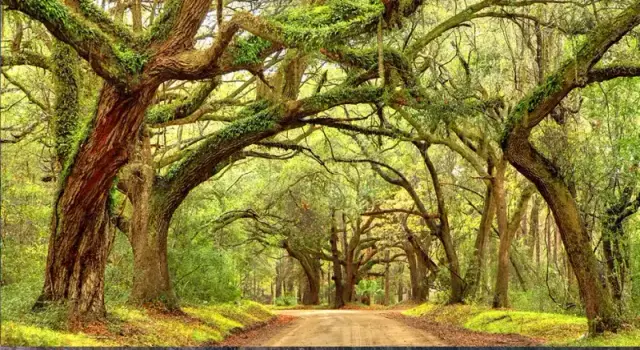 Johns Island